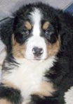 Denise 7,5 veckor
