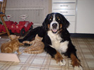 Zascha och katterna