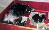 Fame sover